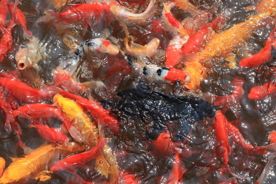 錦鯉