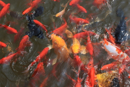 錦鯉