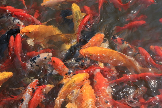錦鯉