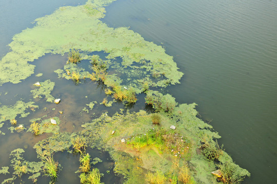 河中水藻 水草
