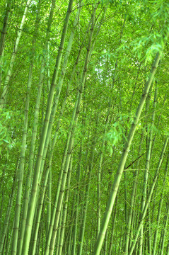 竹林