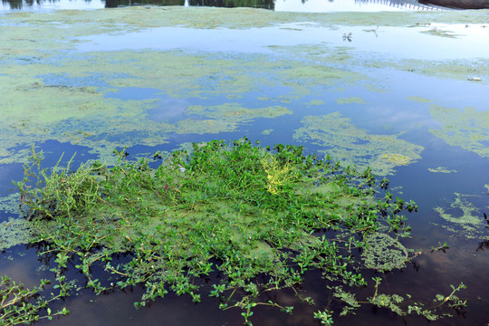 河底水草 綠藻 河灘