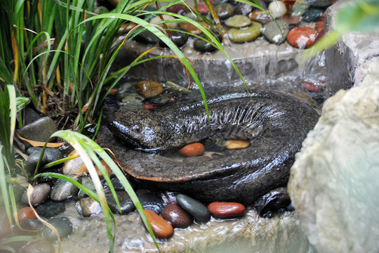 娃娃魚 大鯢