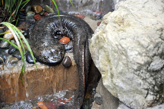 娃娃魚 大鯢