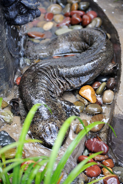 娃娃魚
