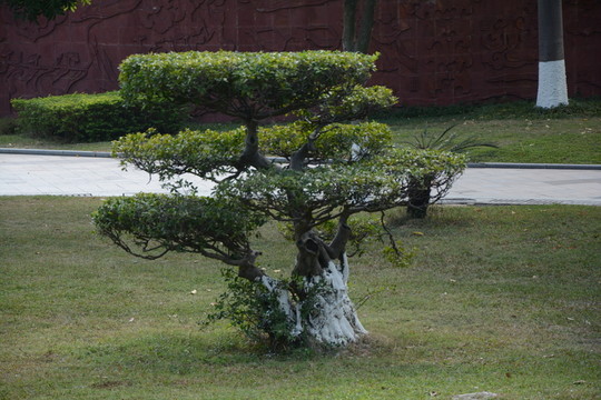 綠樹