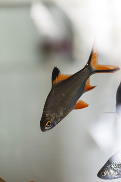熱帶魚