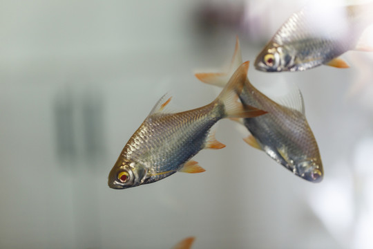 熱帶魚