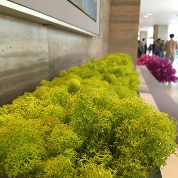 白天鵝賓館植物