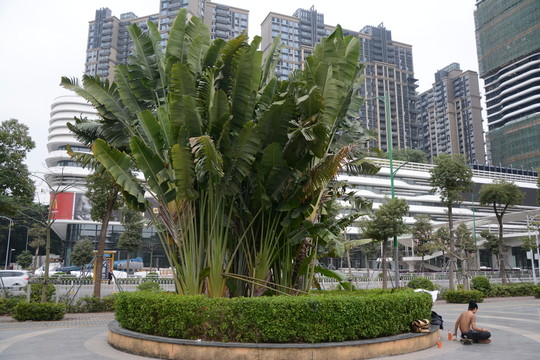 綠樹