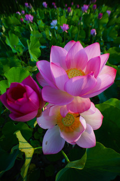 荷花