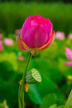 荷花
