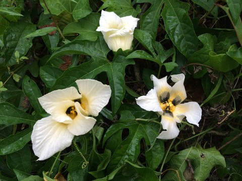 白花