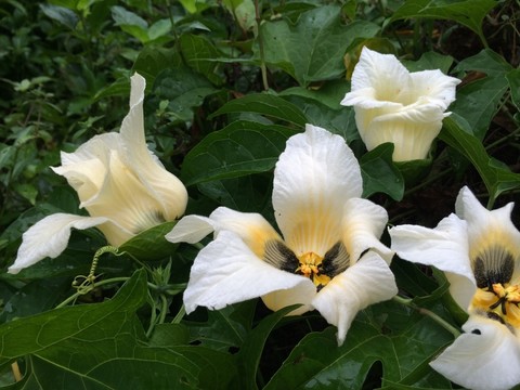 白花