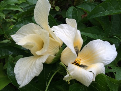 白花