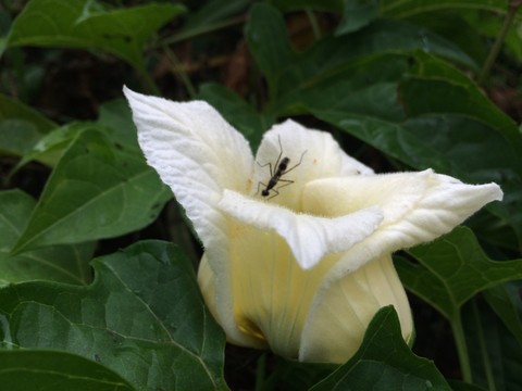 白花