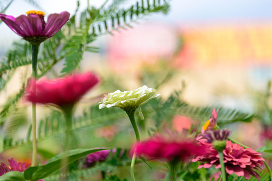 花海