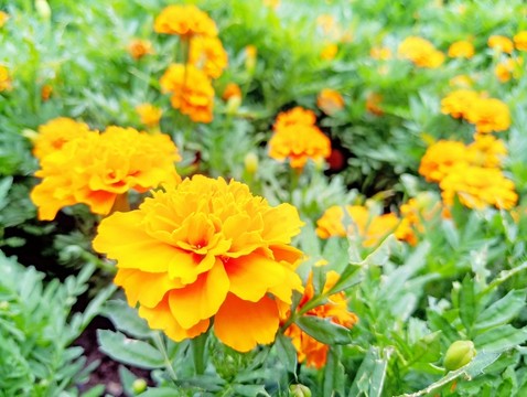 雛菊