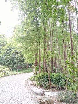 水杉
