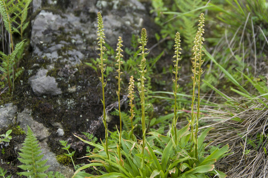 高山植物
