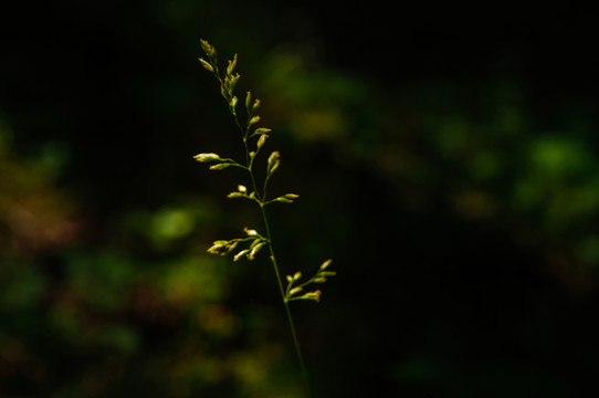 野草