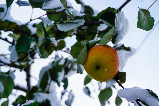 雪中紅蘋果