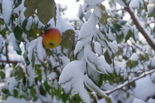 雪中紅蘋果