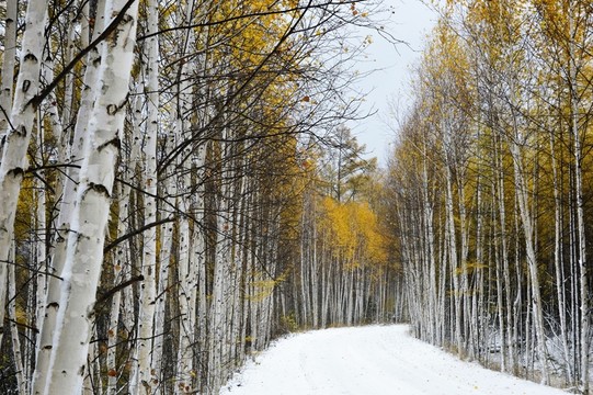 秋雪白樺林