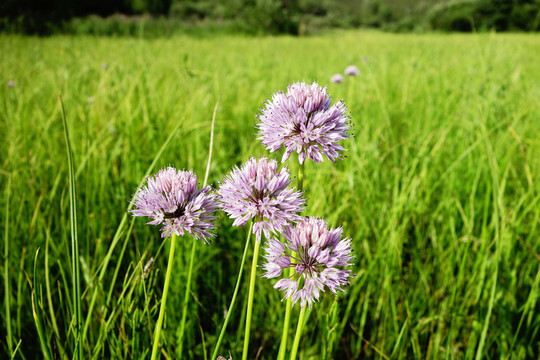 野韭菜花