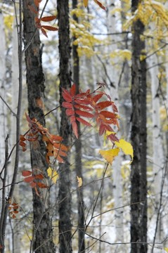 紅葉