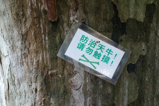 防治天牛