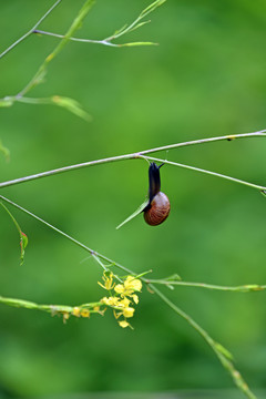 山蝸