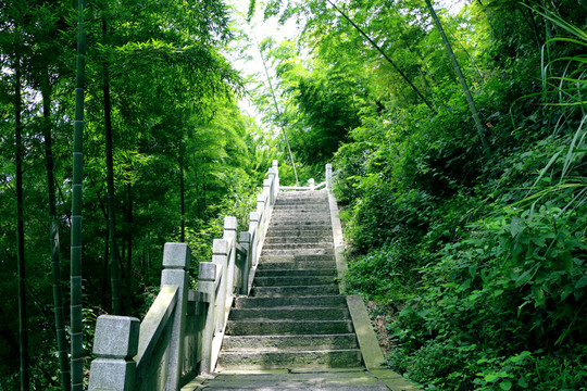 竹林間的臺(tái)階