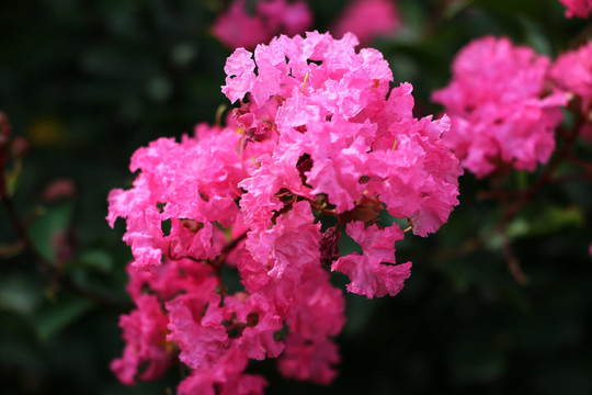 紫薇花