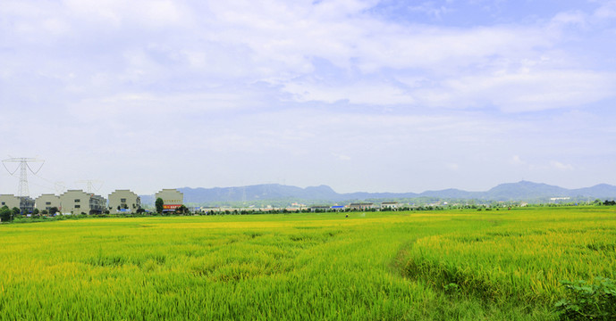 稻田 田野