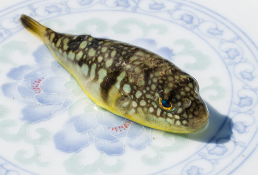 河豚魚(yú)