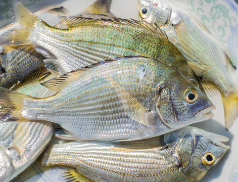 金鯛魚