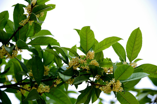 桂花