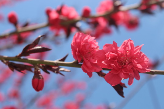 海棠花