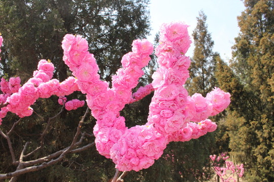 桃花樹(shù) 桃花
