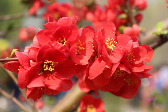 紅海棠花