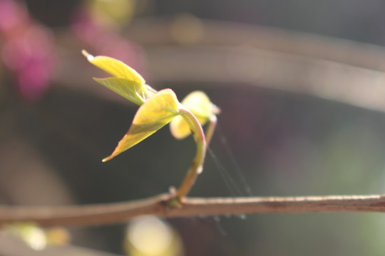 嫩芽 綠芽