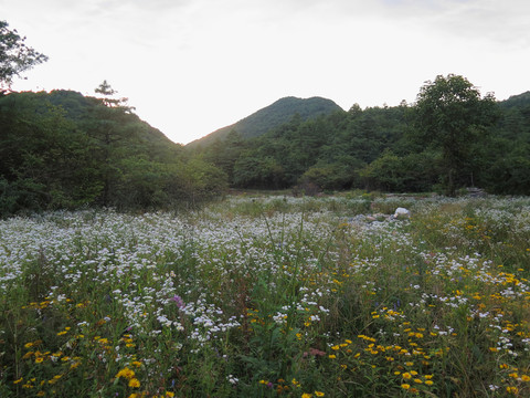 高山植被