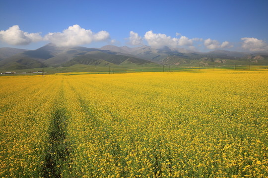 油菜花