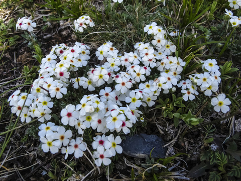 石竹花