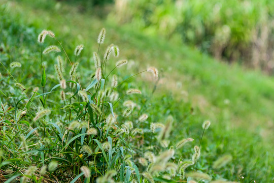 狗尾草叢