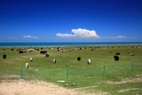 青海湖