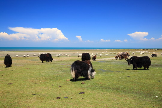 青海湖