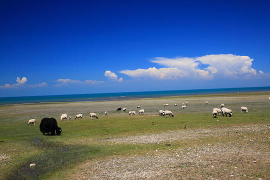 青海湖