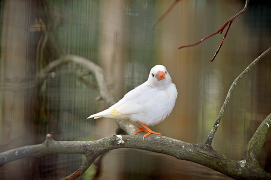 紅襟鳥